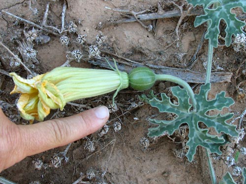 Coyote melon old blossom and young fruit
