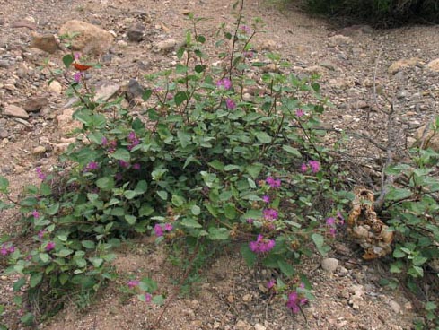 Melochia tomentosa