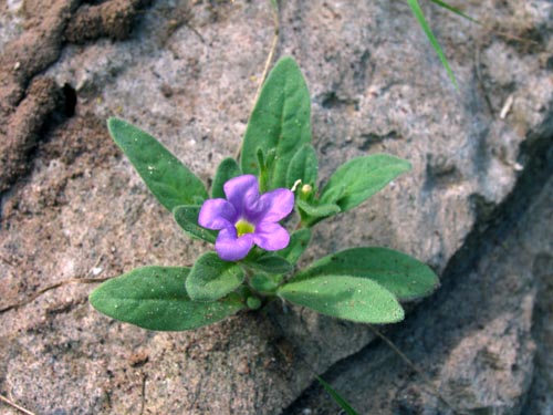 Nama species