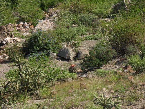 Desert garden south of  Tres Virgenes area