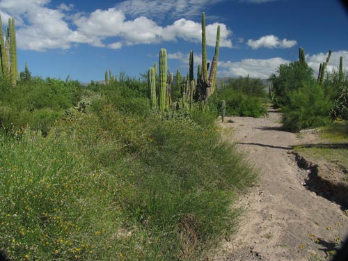 Punta Arena desert scrub