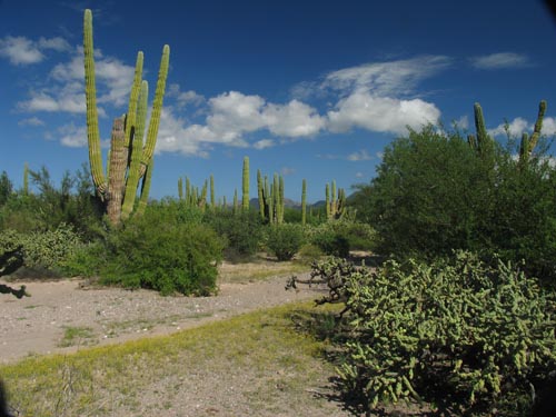 Punta Arena desert scrub