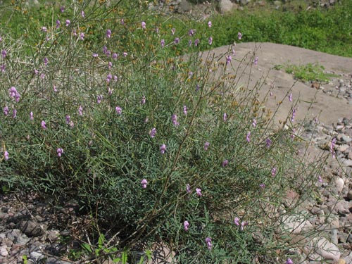 Tephrosia palmeri