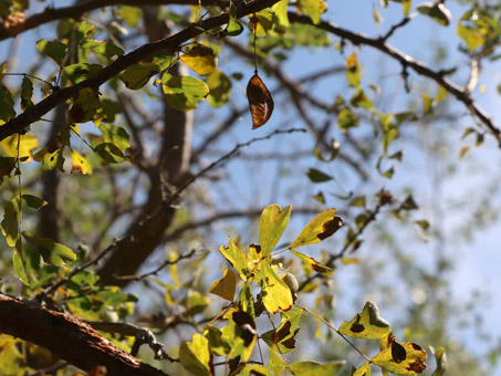  Palo Brazil