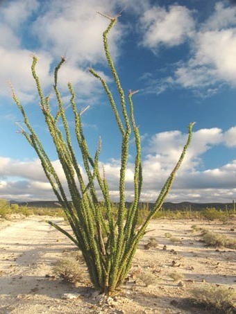 ocotillo habit
