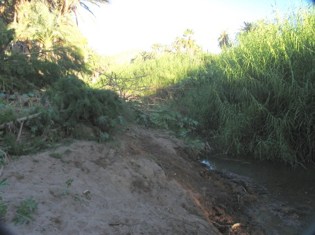 oasis
