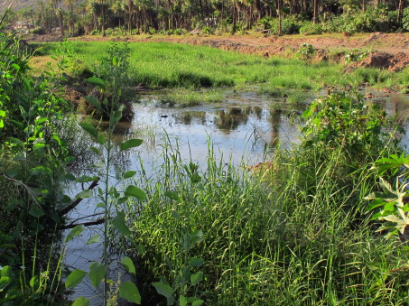 oasis