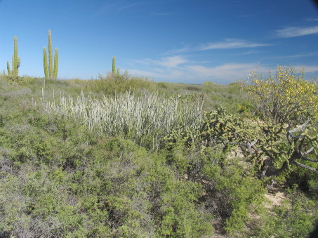 coastal dune