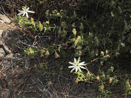 Passiflora palmeri