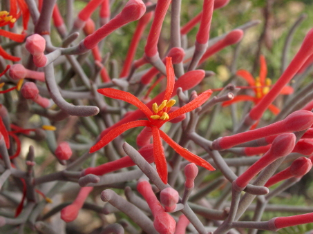 Psittacanthus sonorae