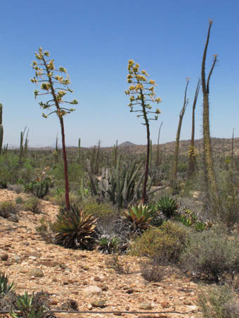 Coastal Agave, Agave shawii near Bahia de los Angeles