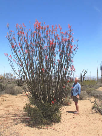 Palo Adan, Fouquieria diguetii near Bahia de los Angeles