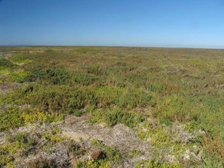 Saltmarsh plants at Guerrero Negro, BCS.
