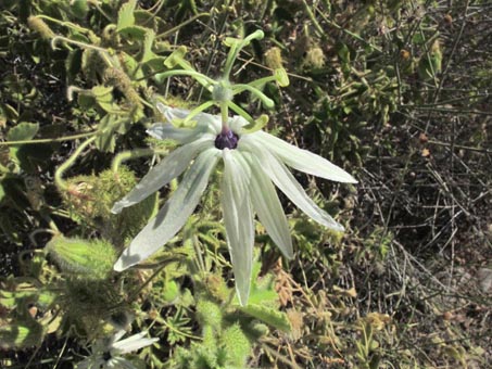 Passiflora palmeri, Passionflower
