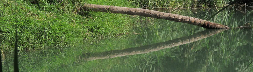Reflections in Mulege River