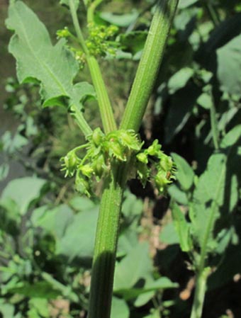 Rumex inconspicuus flowers