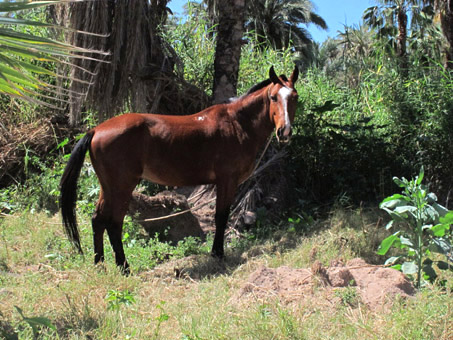 Horse grazing in orchard