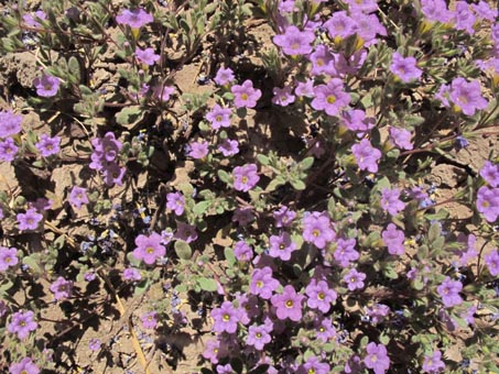 Nama coulteri, Purplemat