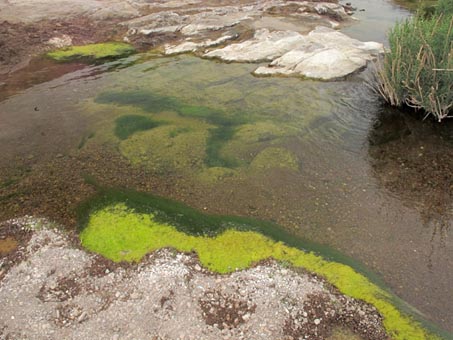 Algae