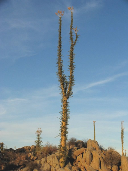 Fouquieria columnaris, Boojum Tree, Cirio