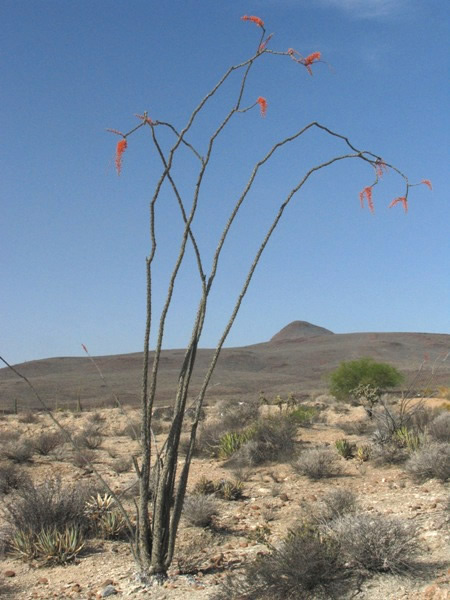 Fouquieria splendens, Ocotillo
