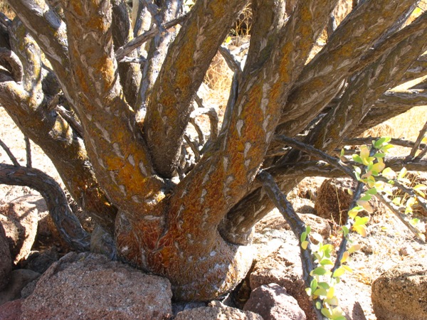 Fouquieria diguetii trunk