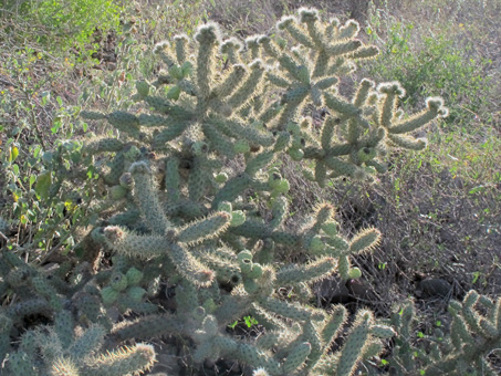 cholla barbona