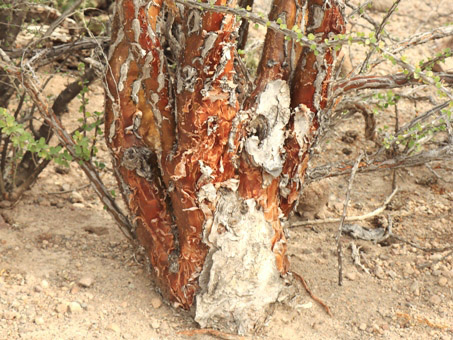 Fouquieria diguetii trunk