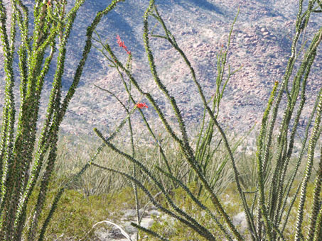 Arroyo Las Arrastras