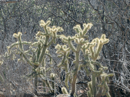 Sun shining through the spines of a cholla barbona