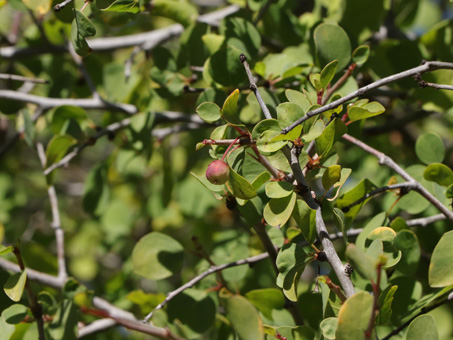 Palo colorado leaves and fruit
