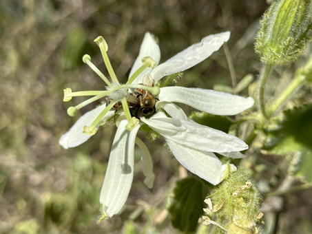 Passion Flower with bees