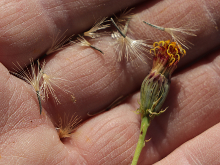 Adenophyllum porophylloides flower and achenes