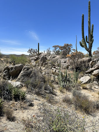 plants and boulders in Catavina