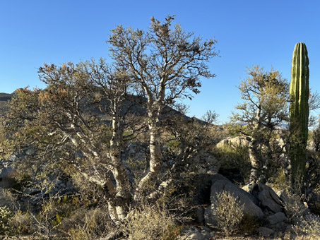 plants and boulders in Catavina