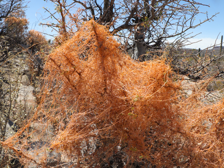 Dodder vines growing on Elephant tree