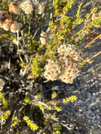 Sonoran Desert California Buckwheat