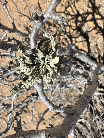 Cliff Spurge with two species of lichens growing on it