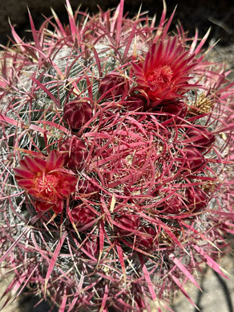 Red-spine barrel cactus