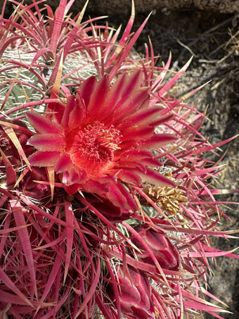 Red-spine Barrel Cactus flower and buds