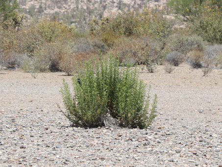 Desert Alkali Goldenbush