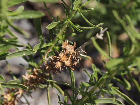Desert Alkali Goldenbush