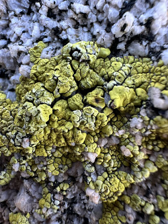 yellow-green crustose lichen on rock