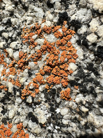 Black and orange lichen on granitic rock