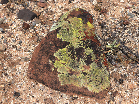 A variety of lichen in different colors