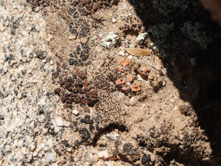 Lichens and moss grwoing on sandy soil