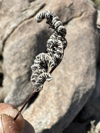 Dry fern leaf