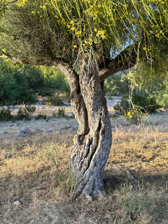 Mexican Palo Verde tree