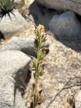 Big-Gland Nuttall Snapdragon with fruit