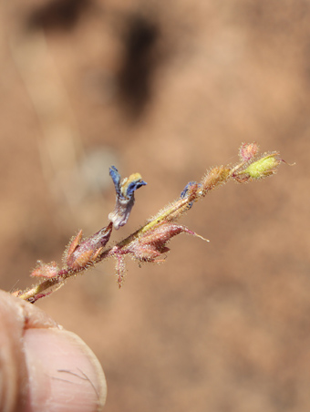 Big-Gland Nuttall Snapdragon with drying flower and fruit